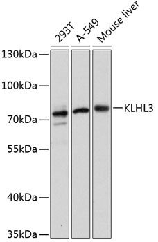 Western blot