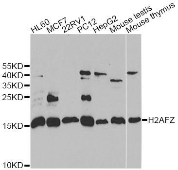 Western blot - H2AFZ antibody (144-06614)