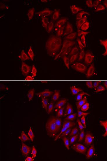 Immunofluorescence - PAICS antibody (144-06450)