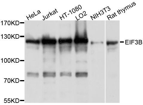 Western blot - EIF3B Polyclonal Antibody (144-010259)