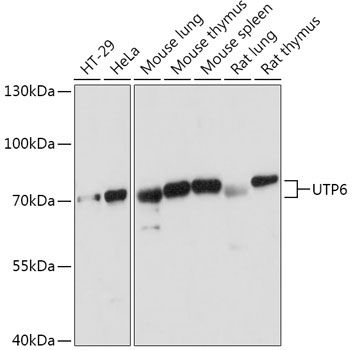 Western blot