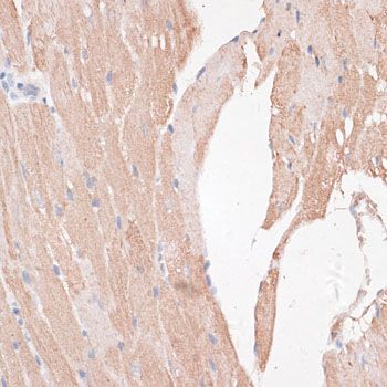 Immunohistochemistry - KDM8 antibody (144-011606)