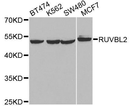 Western blot - RUVBL2 antibody (144-12564)