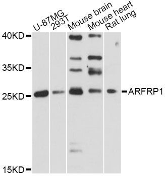 Western blot - ARFRP1 antibody (144-014311)