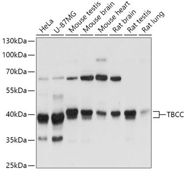 Western blot