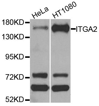 Western blot - [KO Validated] ITGA2 Polyclonal Antibody (144-07629)
