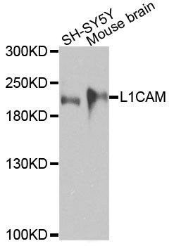 Western blot - [KO Validated] L1CAM Polyclonal Antibody (144-08555)