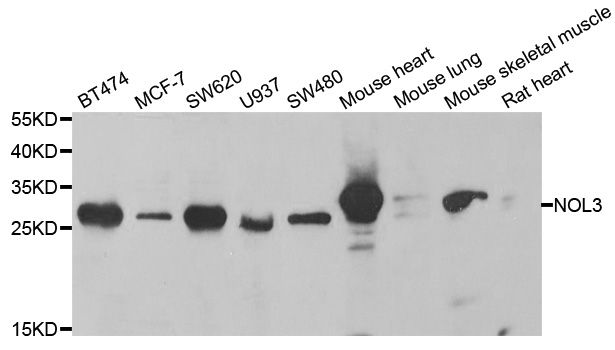 Western blot - NOL3 Polyclonal Antibody (144-06319)