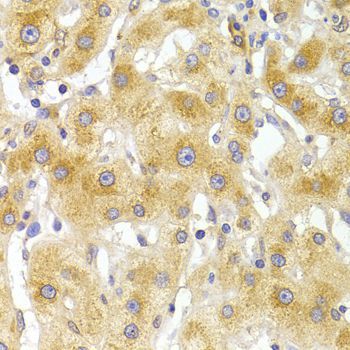 Immunohistochemistry - EIF4G1 Antibody (144-07552)