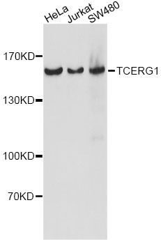 Western blot - TCERG1 antibody (144-014850)