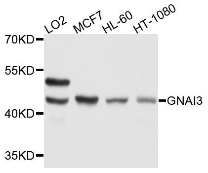 Western blot - [KO Validated] GNAI3 Polyclonal Antibody (144-013307)
