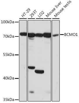 Western blot - BCMO1 antibody (144-015848)