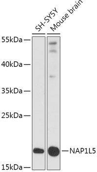 Western blot