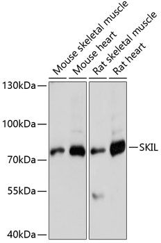 Western blot