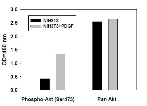 AKT (S473) - ELISA Kit