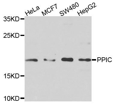 Western blot - PPIC antibody (144-09837)