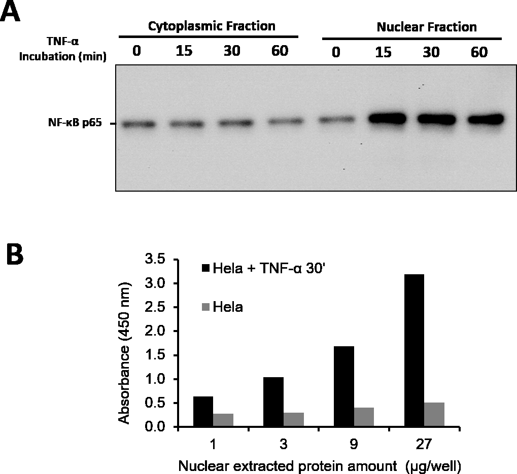 Transcription factor activity assay of NF-κB p65 from nuclear extracts of HeLa cells or HeLa cells treated with TNF-α (RayBio Cat# 230-00243). After stimulation with TNF-α, activated NF-κB p65 is translocated into the nucleus where it binds with its corresponding DNA. A. Western blotting result of NF-κB p65 from cytoplasm and nuclear fractions; B. Transcription factor activity assay of NF-κB p65 from nuclear fractions, measured by TF-ELISA kit (RayBio Cat# TFEH-p65).