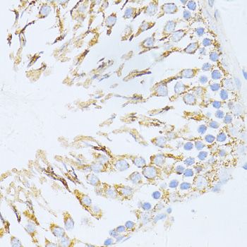 Immunohistochemistry - CYCS antibody (144-60334)