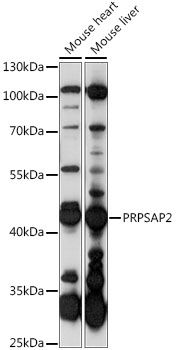 Western blot