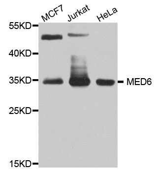 Western blot - MED6 antibody (144-08181)