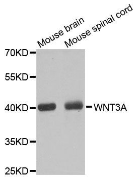 Western blot - WNT3A Polyclonal Antibody (144-00642)