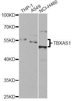 Western blot - TBXAS1 antibody (144-60304)