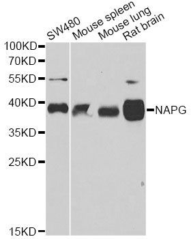 Western blot - NAPG antibody (144-60574)