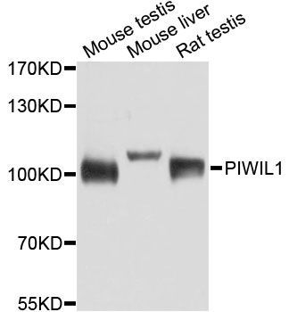 Western blot - PIWIL1 antibody (144-02150)