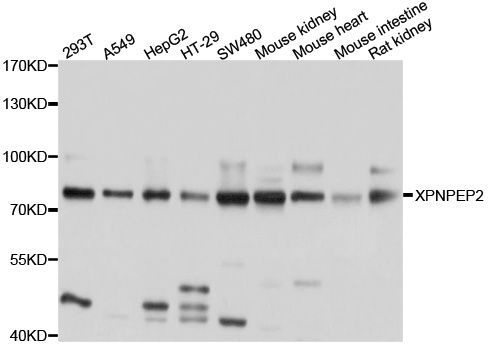 Western blot - XPNPEP2 Polyclonal Antibody (144-010255)
