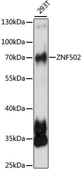 Western blot