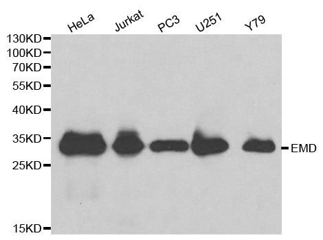 Western blot - EMD antibody (144-01132)