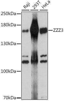 Western blot - ZZZ3 antibody (144-015809)
