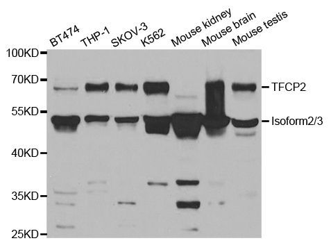 Western blot - TFCP2 antibody (144-05555)