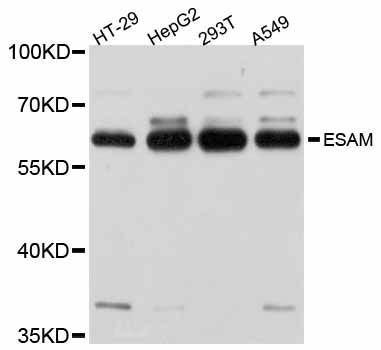 Western blot - ESAM antibody (144-12210)