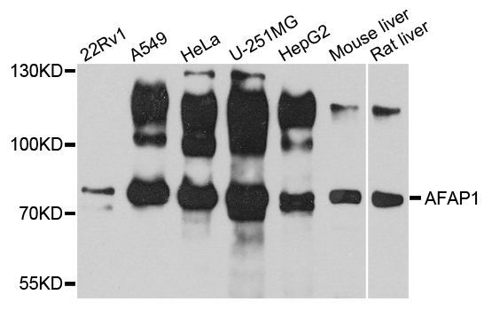 Western blot - AFAP1 antibody (144-03478)