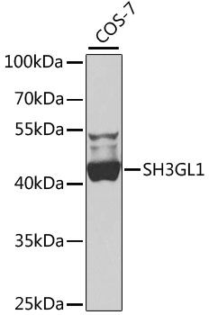 Western blot - SH3GL1 antibody (144-07449)