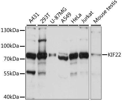 Western blot - KIF22 antibody (144-60978)