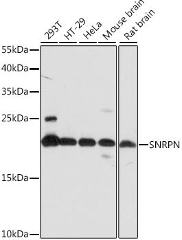 Western blot - SNRPN antibody (144-015726)