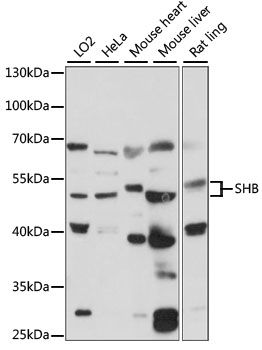 Western blot
