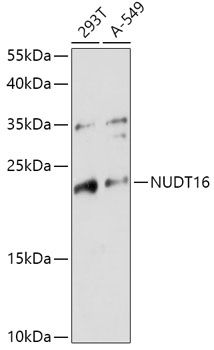 Western blot