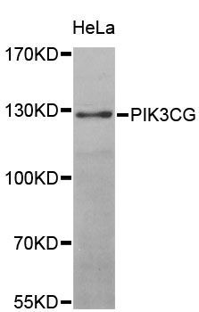 Western blot - PIK3CG Polyclonal Antibody (144-00266)