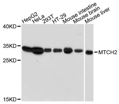 Western blot - MTCH2 antibody (144-12934)