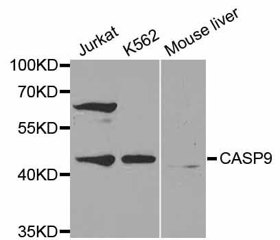 Western blot - CASP9 antibody (144-02636)