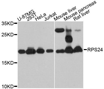 Western blot - RPS24 Polyclonal Antibody (144-012123)