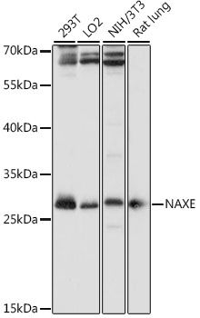 Western blot - NAXE antibody (144-612942)