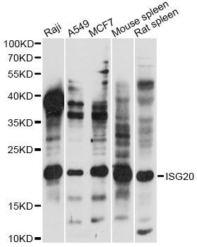 Western blot - ISG20 Polyclonal Antibody (144-60771)