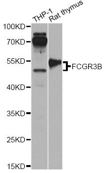 Western blot - FCGR3B antibody (144-60537)