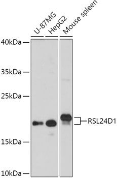 Western blot