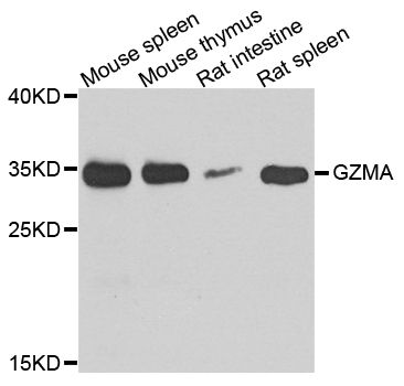 Western blot - GZMA Polyclonal Antibody (144-06231)