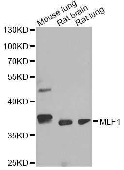 Western blot - MLF1 antibody (144-013329)